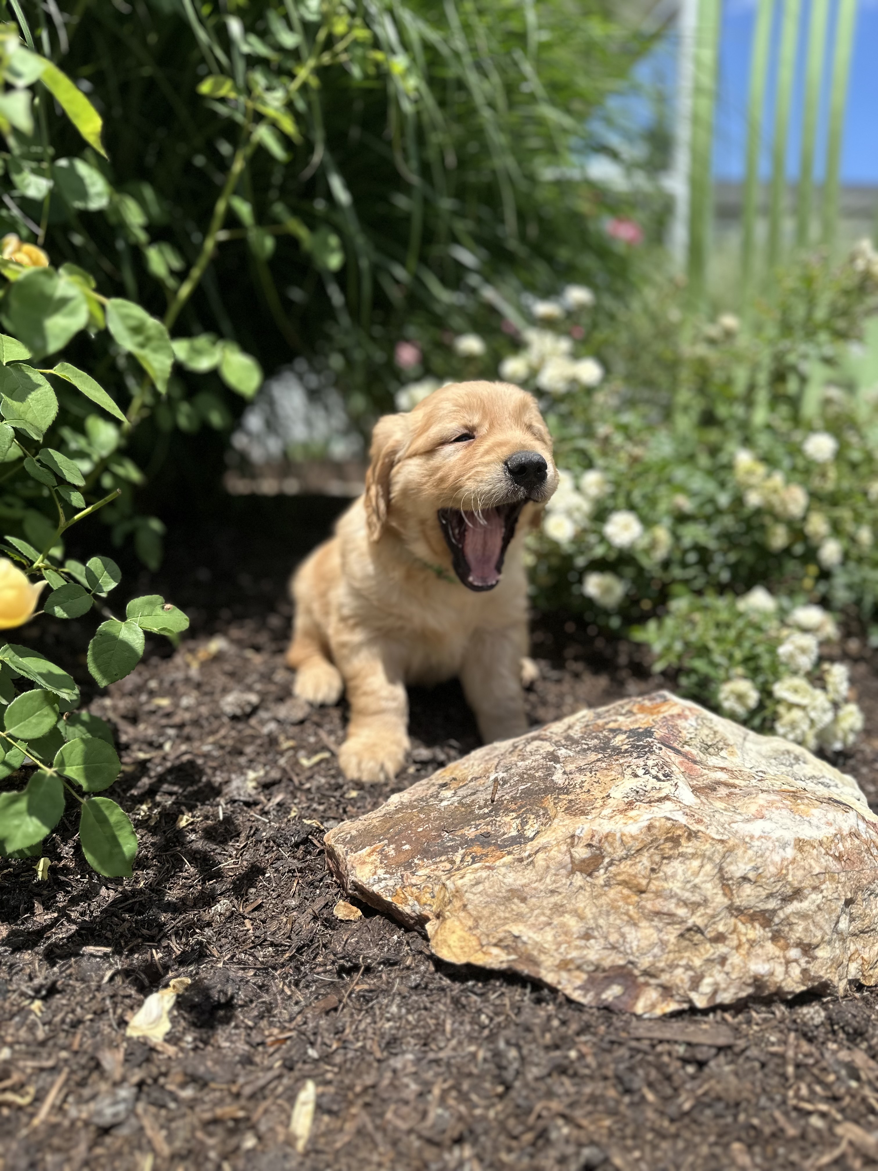 puppy, for, sale, Golden Retriever, Samuel K. Zook, dog, breeder, Honey Brook, PA, dog-breeder, puppy-for-sale, forsale, nearby, find, puppyfind, locator, puppylocator, aca